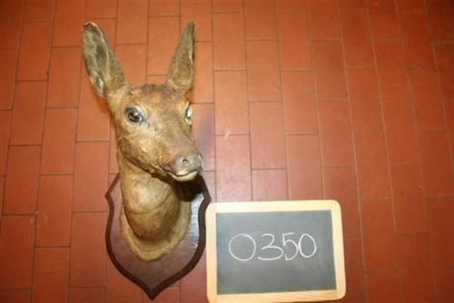 0350 - testa di cerbiattino.jpg